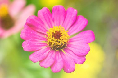 Yeşil arka planlı Pembe Zinnia çiçeği (Zinnia ihlali Cav)