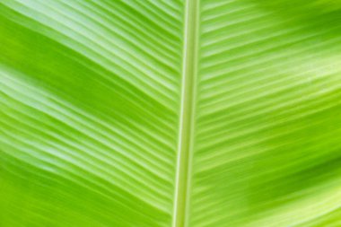 Arkaplan ışığı dokusu Siyah zemin için taze yeşil yaprak kullanımı