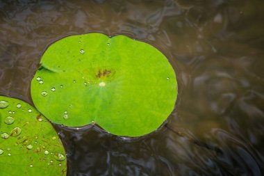 Su damlalı nilüfer yaprağı ve su refleksi doğa arka planı