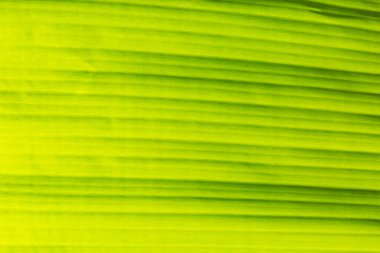 Arka plan ışık muz yaprağı dokusu özeti