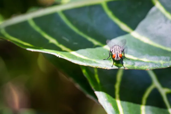Fly Perching Green Leaf Blackground — Stock Photo, Image