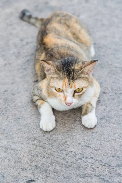 Lonely Cat Road Cement Background — Stock Photo, Image