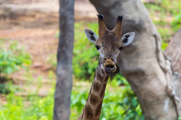 Lingua Volto Della Giraffa Masai Picchi Intorno Cespuglio — Foto Stock