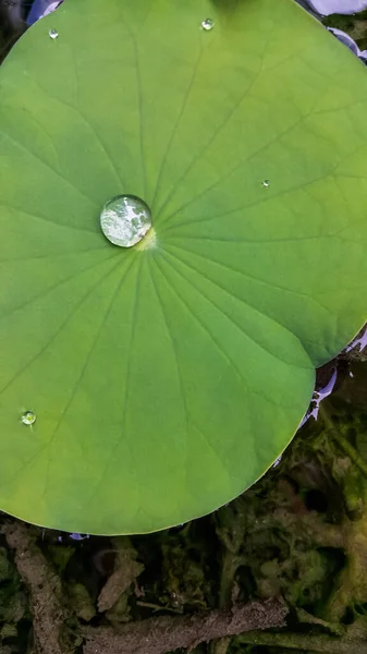 Νερό Ένα Πράσινο Φύλλο Λωτού Φόντο Της Φύσης — Φωτογραφία Αρχείου