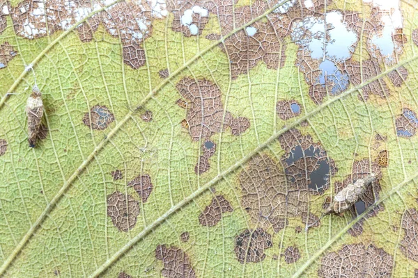 Hoja Daño Con Agujeros Consumida Por Plagas Aisladas Sobre Fondo — Foto de Stock