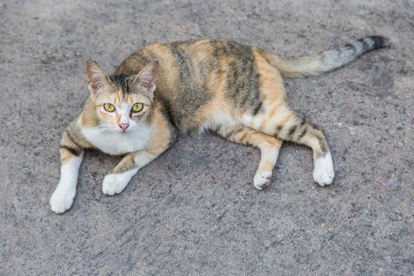 道路セメントの背景に孤独な猫 — ストック写真