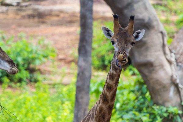 Lingua Volto Della Giraffa Masai Picchi Intorno Cespuglio — Foto Stock