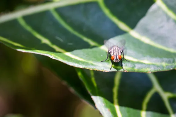 Fly Ülő Zöld Levél Feketelistára — Stock Fotó