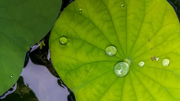 緑の蓮の葉の上の水自然背景 — ストック写真