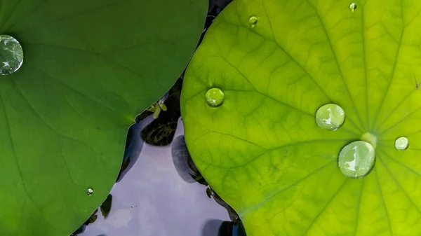 Yeşil Nilüfer Yapraklı — Stok fotoğraf