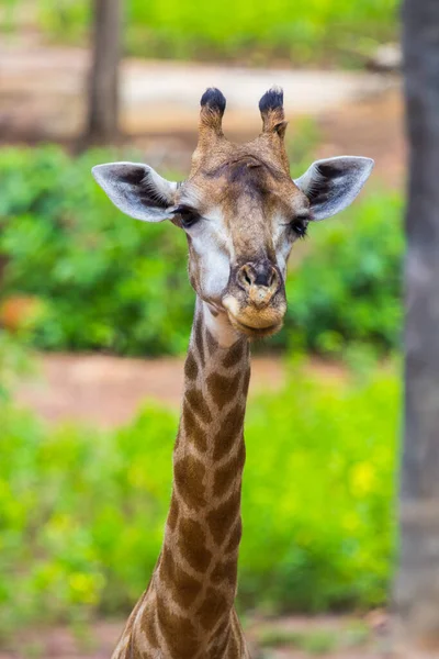 Volto Masai Giraffa Mangiare Picchi Intorno Cespuglio — Foto Stock