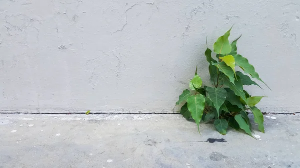 Bodhi Tree Growth Cracks Cement Wall Background — Stock Photo, Image