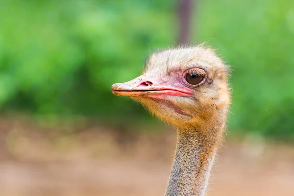 Ostrich Head Closeup Morning — Stock Photo, Image