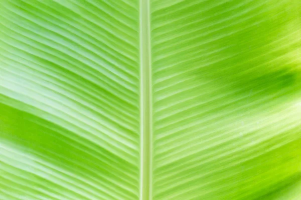 땅에서 수있는 녹색의 백라이트 — 스톡 사진