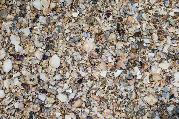 Seashells Collection Sand Background — Stock Photo, Image