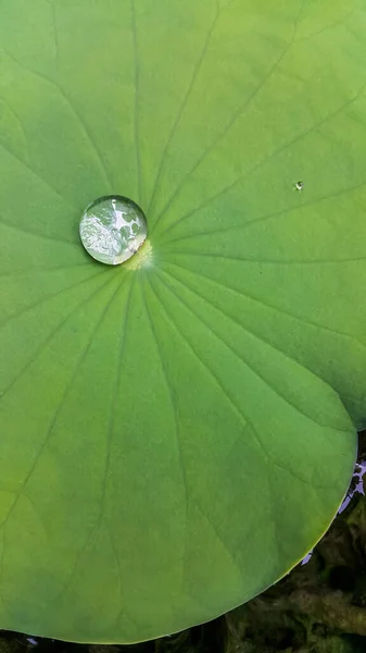 Eau Sur Fond Vert Nature Feuille Lotus — Photo