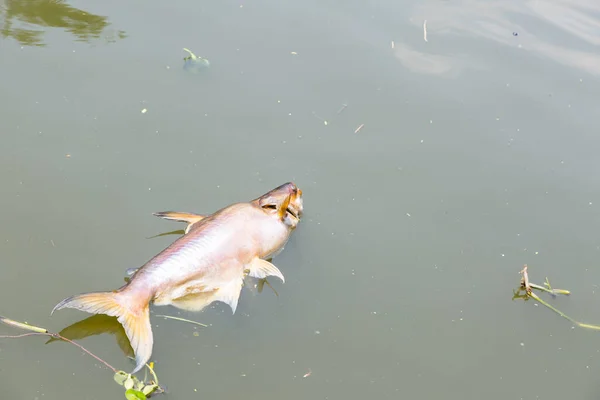 Karanlık Nehrinde Yüzen Ölü Balıklar Kirliliği — Stok fotoğraf