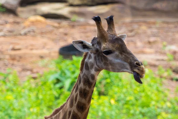 Lingua Volto Della Giraffa Masai Picchi Intorno Cespuglio — Foto Stock