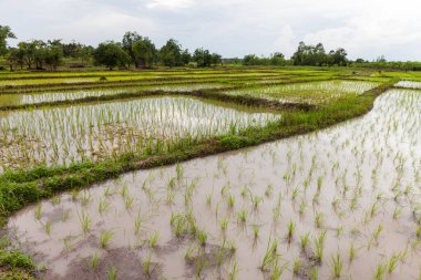 Tayland, Udonthani 'deki genç pirinç yetiştiricileri.