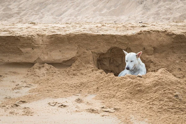 Cão Branco Cavando Buraco Areia Fundo Praia Tailândia — Fotografia de Stock
