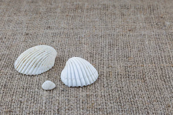 白い貝殻のサッククロスの質感の背景 — ストック写真