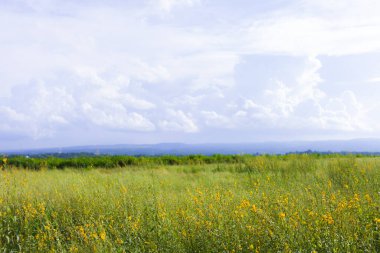 Mavi gökyüzünün altındaki sarı alanın yumuşak odağı. doğa arkaplanı