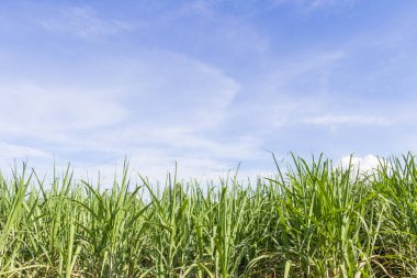Mavi gökyüzünde büyüyen yeşil mısır tarlası