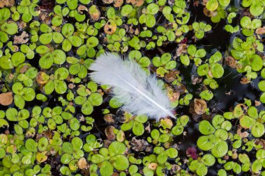 Durgun sularda süzülen beyaz tüyler.