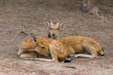 Genç Whitetail Geyiği erkek ve kadın halka açık parkta birlikte oturuyorlar.