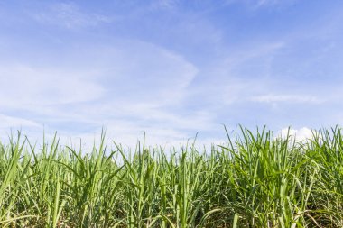 Mavi gökyüzünde büyüyen yeşil mısır tarlası