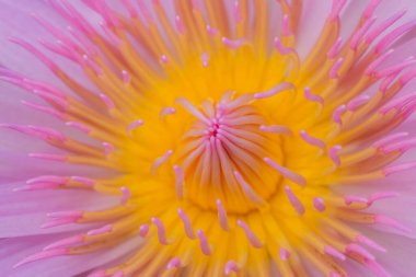 Pembe lob arka planlı Pembe Lotus polenini kapat