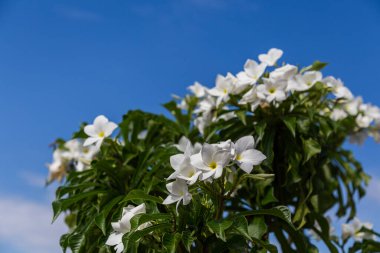 Mavi gökyüzü arkaplanı olan bir çiçek.