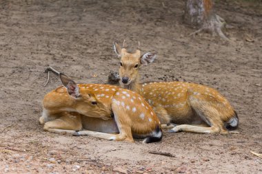 Genç Whitetail Geyiği erkek ve kadın halka açık parkta birlikte oturuyorlar.
