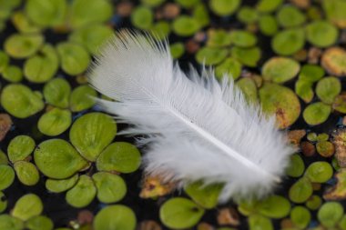 Durgun sularda süzülen beyaz tüyler.