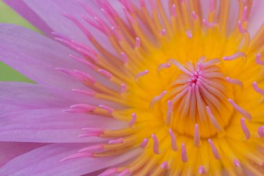 Pembe lob arka planlı Pembe Lotus polenini kapat