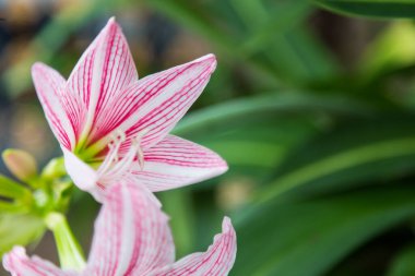 Hippeastrum çiçeğini kapat yeşil arka planda beyaz ve pembe