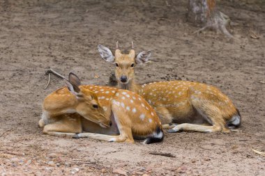 Genç Whitetail Geyiği erkek ve kadın halka açık parkta birlikte oturuyorlar.
