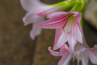Arkaplan için pembe zambak çiçeği kullanımı