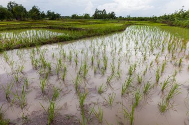 Tayland, Udonthani 'deki genç pirinç yetiştiricileri.