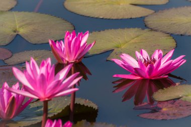Gölet arka planında pembe nilüfer çiçeği