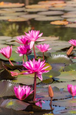 Gölet arka planında pembe nilüfer çiçeği