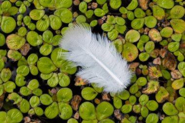 Durgun sularda süzülen beyaz tüyler.