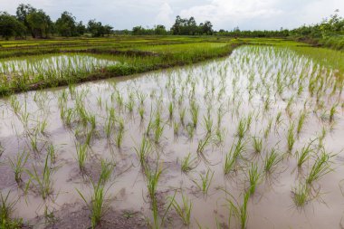 Tayland, Udonthani 'deki genç pirinç yetiştiricileri.