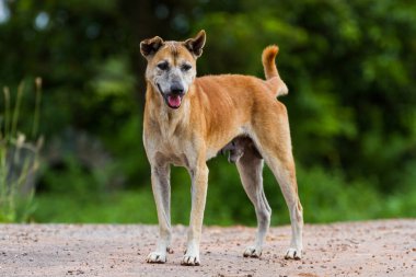 Yeşil doğa geçmişi olan yalnız Tayland köpeği yolda duruyor.