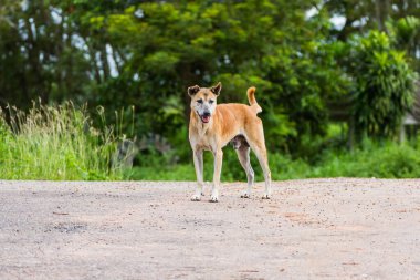Yeşil doğa geçmişi olan yalnız Tayland köpeği yolda duruyor.