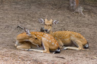 Genç Whitetail Geyiği erkek ve kadın halka açık parkta birlikte oturuyorlar.