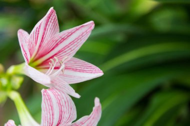 Hippeastrum çiçeğini kapat yeşil arka planda beyaz ve pembe
