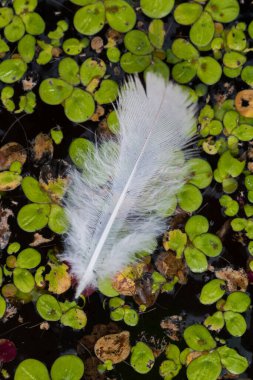 Durgun sularda süzülen beyaz tüyler.