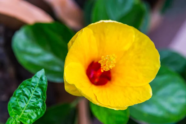 Gele Hibiscus Bloem Met Groene Blad Achtergrond — Stockfoto