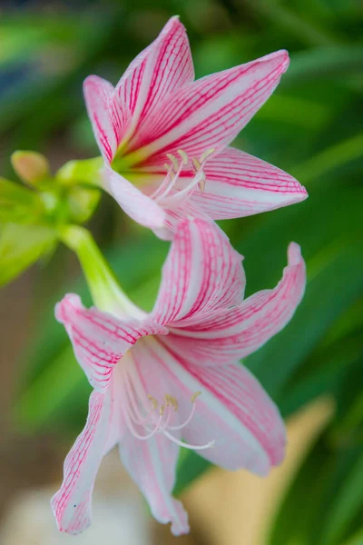 Pink Lily Flower Use Background — Stock Photo, Image